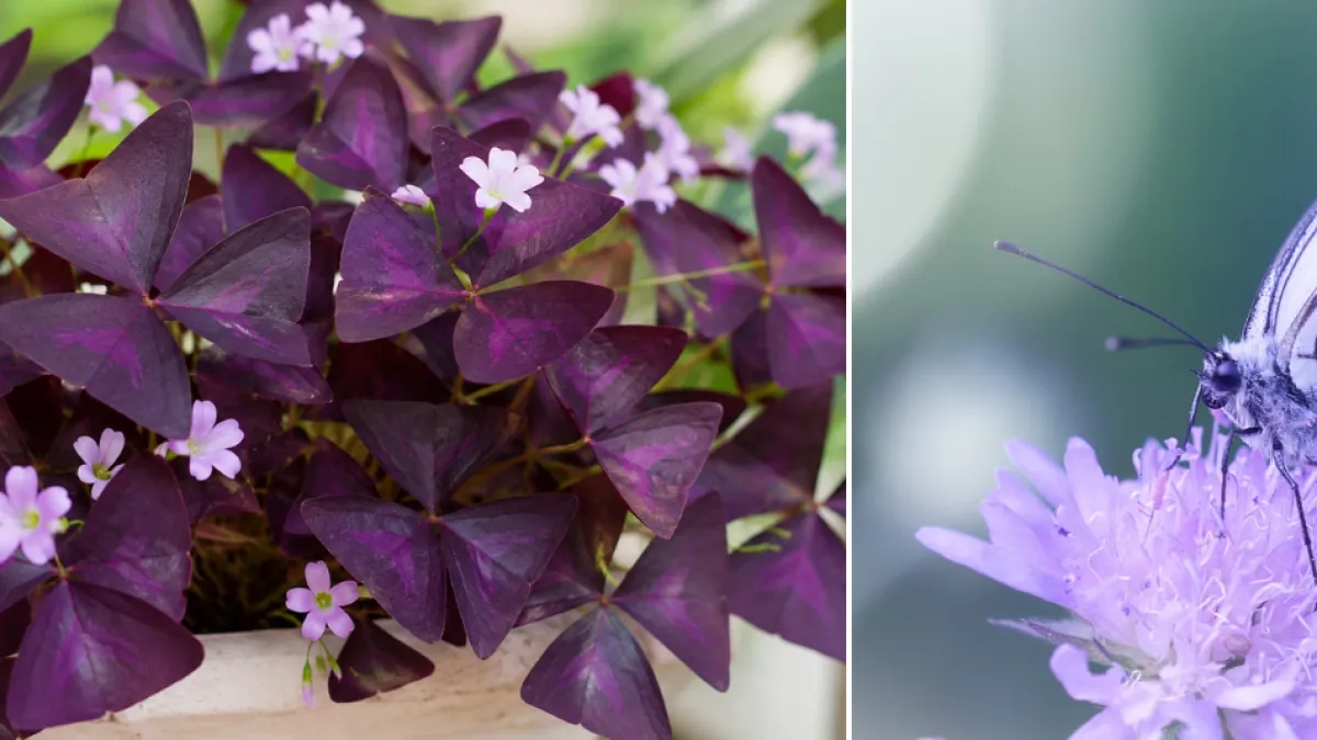 No son mariposas: la planta morada que 'baila' con la luz y cambia su forma durante el día; una opción exótica para decorar su casa