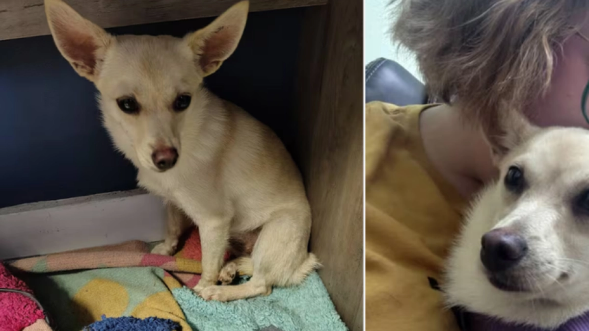 Perrita fue rescatada de un refugio y luego de llegar a su nueva casa fue regresada: 'Se escapó y no quisieron buscarla'