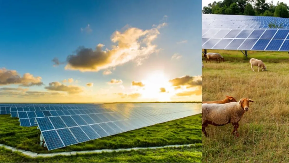 Todo lo que creíamos malo de los paneles solares no es tan cierto: aves, insectos y plantas viven mejor debajo