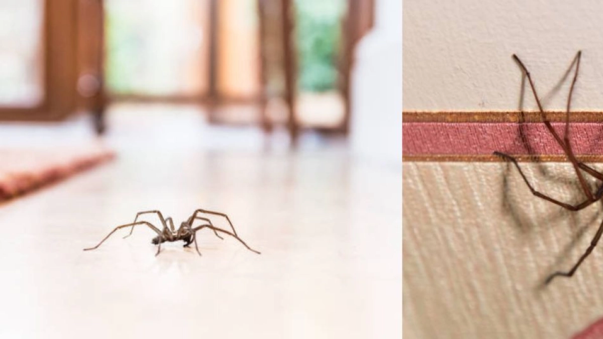 Significado de que una araña aparezca en un rincón de su casa, según el Feng Shui