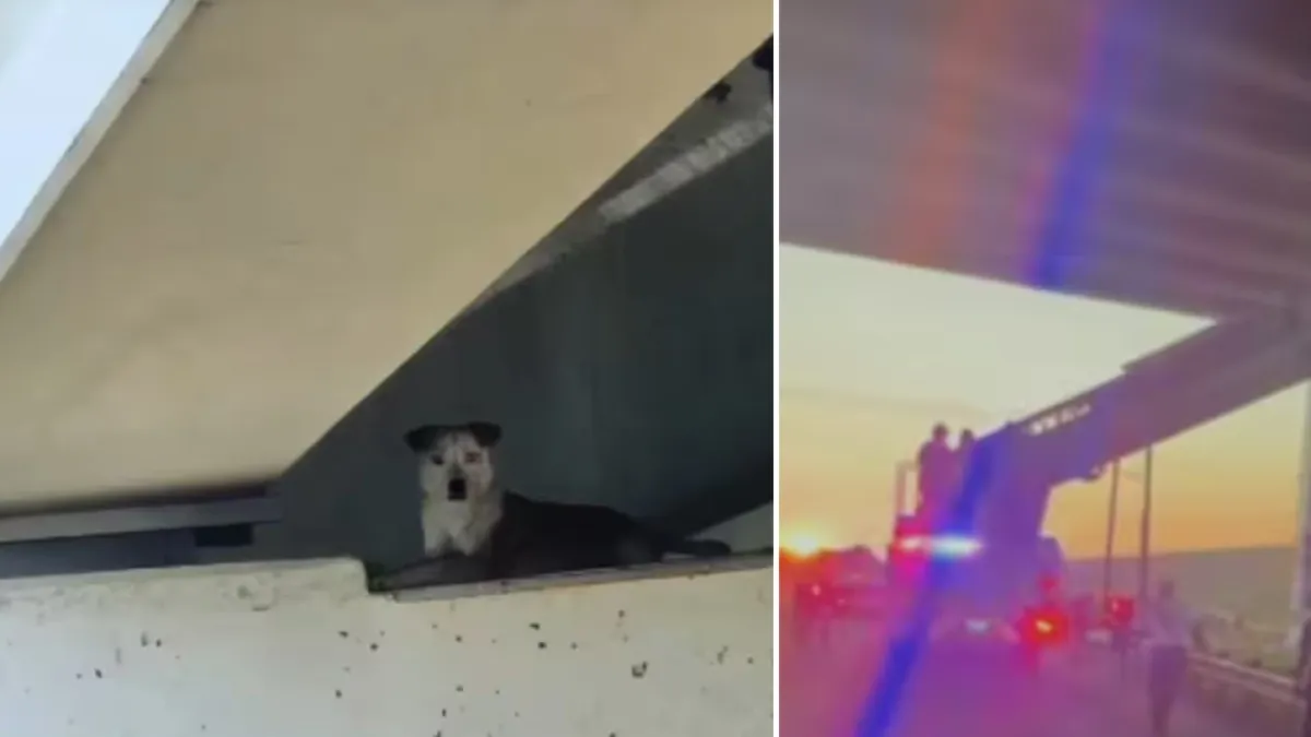 El rescate de Trinity, la perrita callejera que quedó atrapada en un pilar bajo un puente en Estados Unidos: su historia conmueve las redes sociales