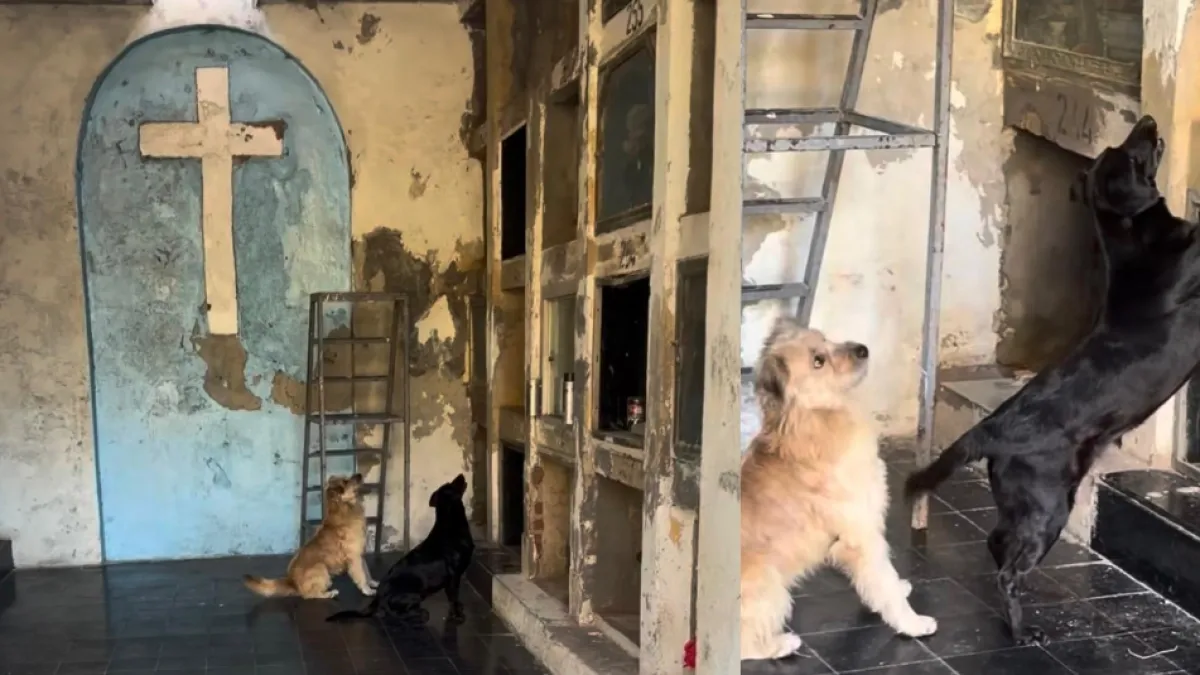 Video | Perritos fueron al cementerio para despedir a su dueño en Argentina: ‘La lealtad son 4 patitas, 2 orejitas y amor puro’