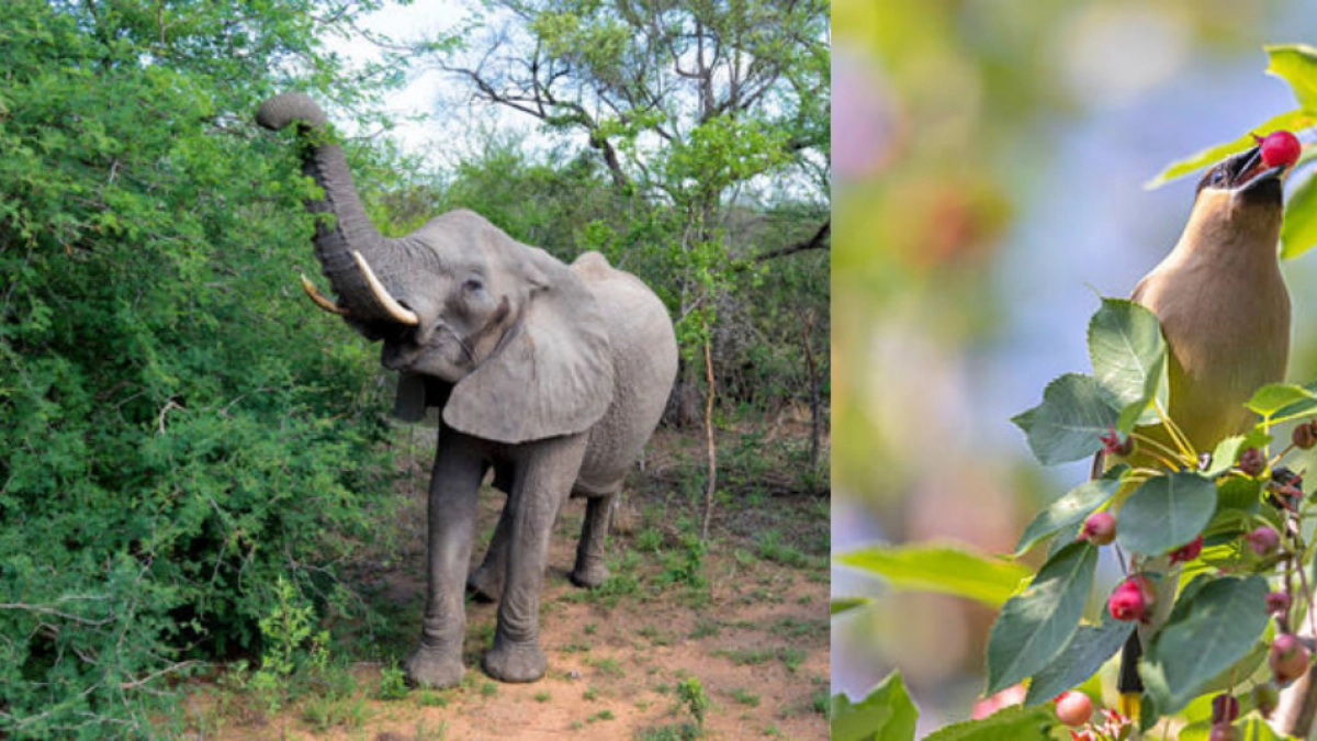 ¿Se 'emborrachan' los animales salvajes? Elefantes, renos y aves que se intoxican en la naturaleza