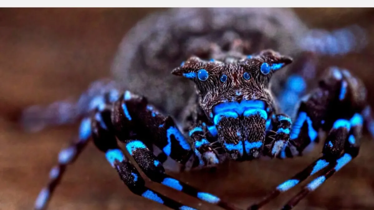 La araña azul brillante que tiene fascinados a los investigadores tras reciente expedición en África