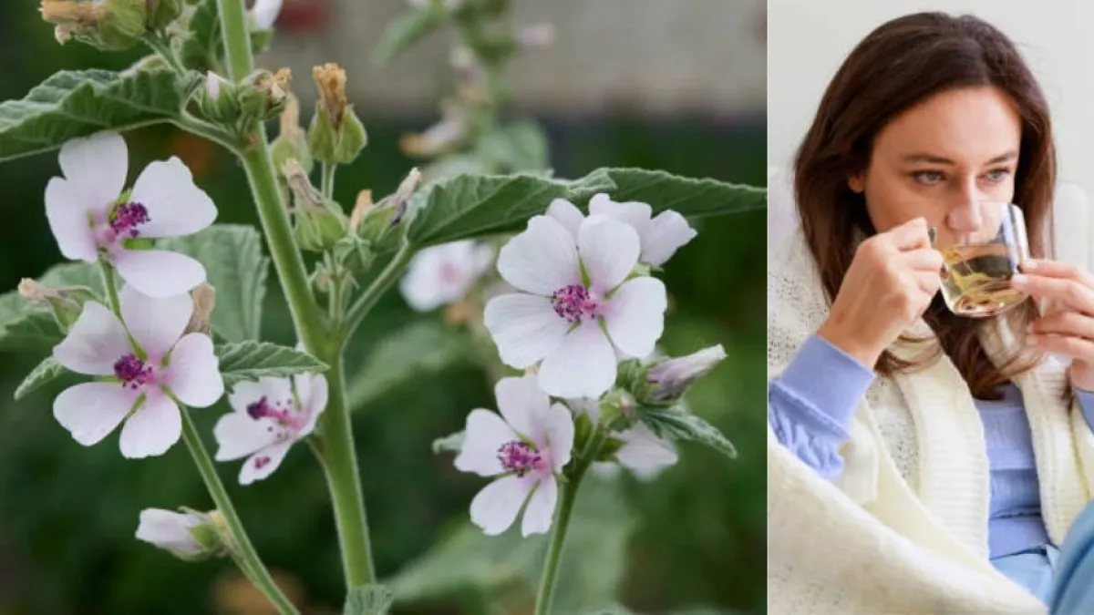 La planta medicinal que alivia la tos, combate resfriados y mejora las defensas