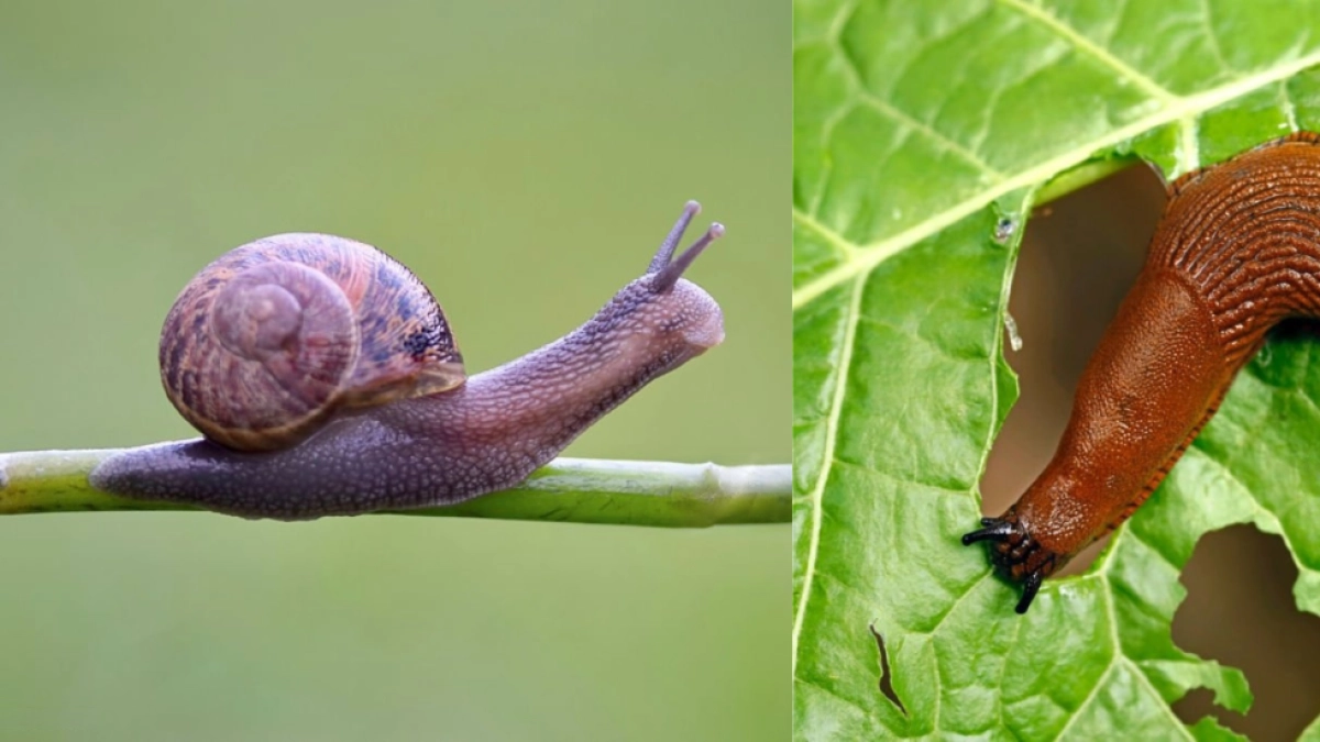 ¿Tiene babosas en su jardín casero? por qué aparecen y el truco casero definitivo para eliminarlas sin químicos