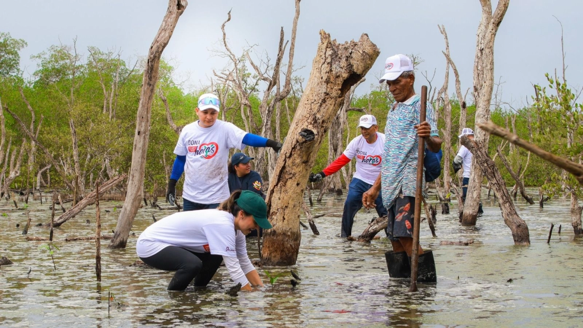 Barú escucha su recuperación: 196 hectáreas de manglar y coral ya fueron restauradas