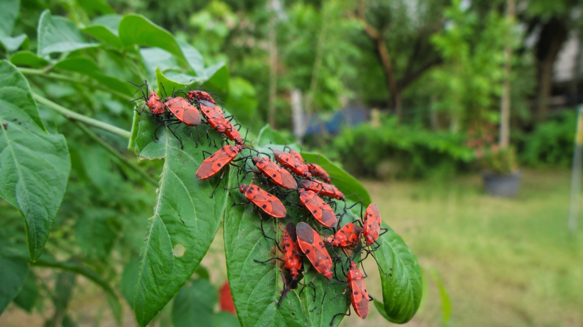 Los chinches de fuego: el insecto rojo similar a una mariquita que no debería ser eliminado y ayuda al equilibrio de los jardines