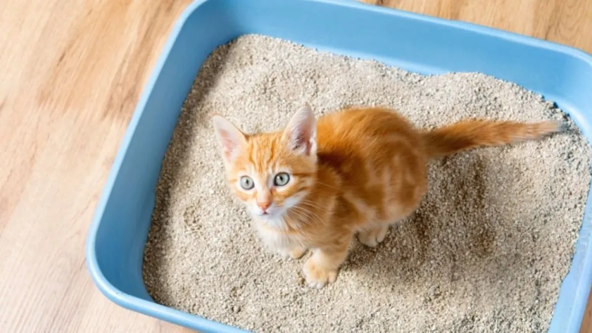 Cómo limpiar el arenero de su gato correctamente: pasos, consejos y errores comunes a evitar