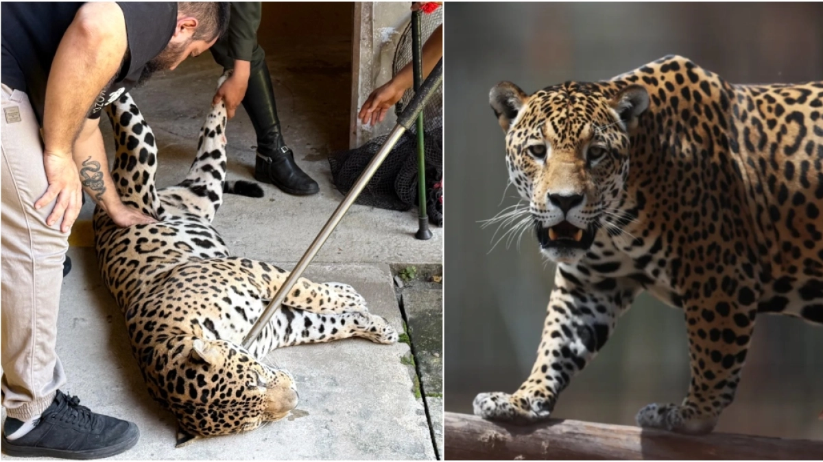 Jaguar escapes Colombian wildlife center, stress from fireworks suspected cause