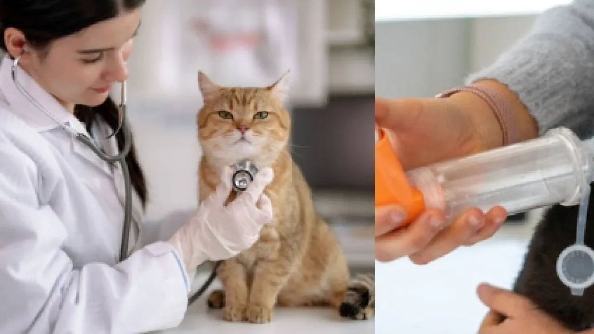 La señal de alerta que puede salvar la vida de su gato y que muchos confunden con una simple bola de pelo