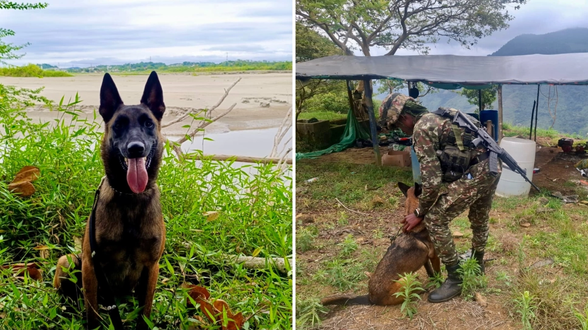 Mosly, Explosive Detection Dog for Colombian Army, Dies After Lightning Strike in Antioquia
