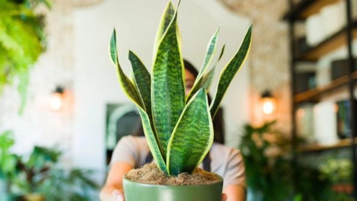 Lengua de suegra y Feng Shui: los lugares en casa donde debe ponerla y donde no ubicarla para atraer la prosperidad