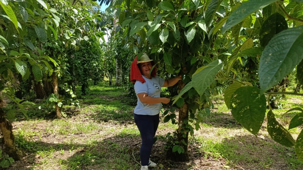 La promesa de la pimienta y el desafío de dejar la coca en Putumayo