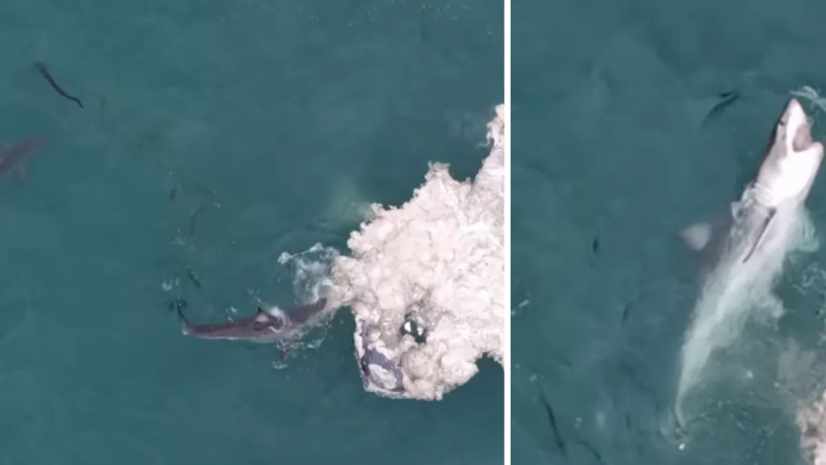 Video de dron muestra el impactante momento en que grandes tiburones blancos devoran el cadáver de una ballena