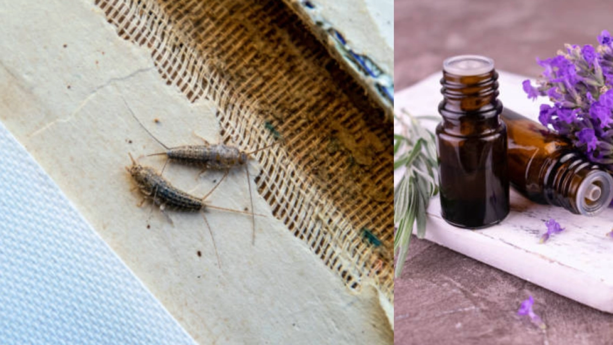 ¿Qué son los pececillos de plata y como eliminarlos de su casa con ingredientes naturales?