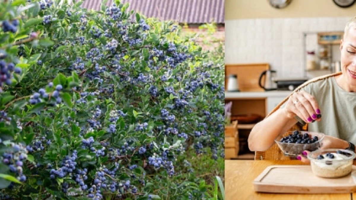 ¿Qué es la capa blanca que recubre los arándanos? La pruina natural que protege la fruta y ayuda a conservarla fresca
