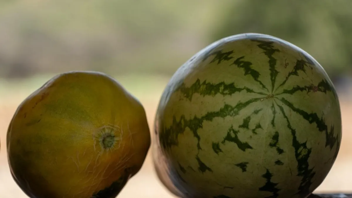 La granja experimental que busca descubrir qué se puede sembrar en la misma tierra donde hubo minería de carbón: todas las cosechas han dado resultado
