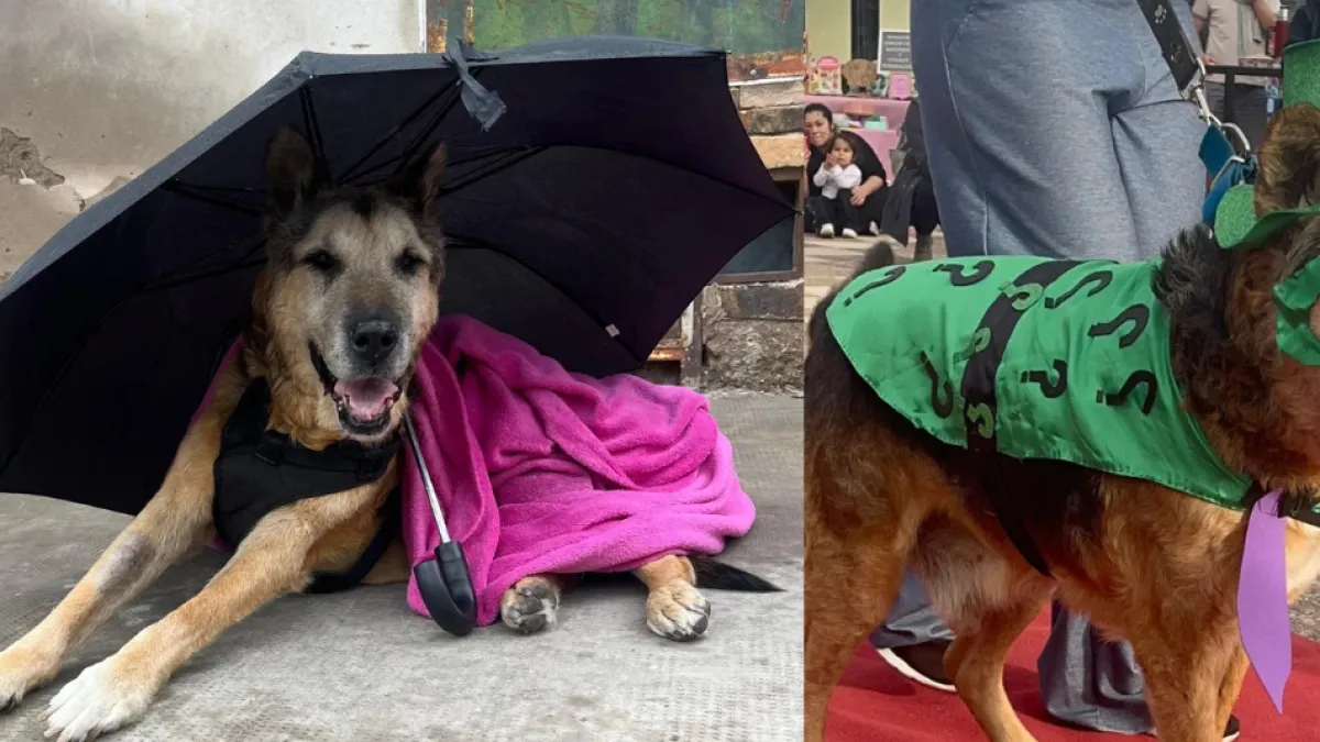 La historia de Cabezón, el perrito que sobrevivió casi 22 años en las calles y conquistó el corazón de toda una ciudad en Argentina