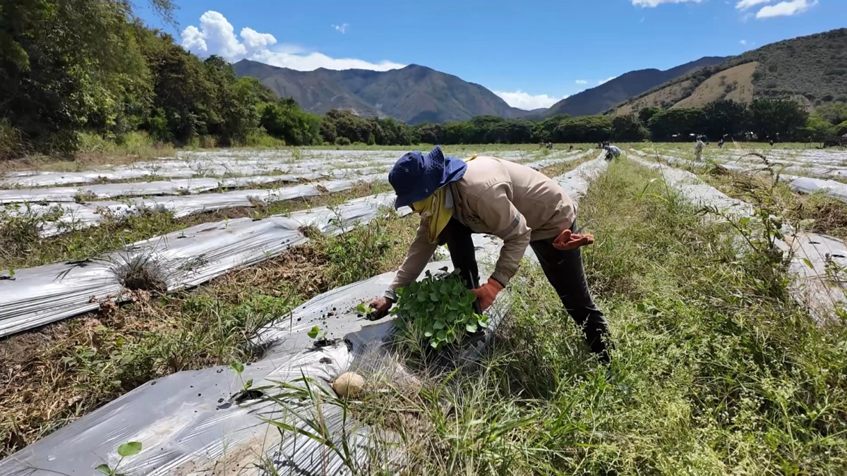 Cada gota cuenta en el Valle del Cauca: agricultores y ganaderos se preparan para cosechar agua y frenar los efectos de El Niño