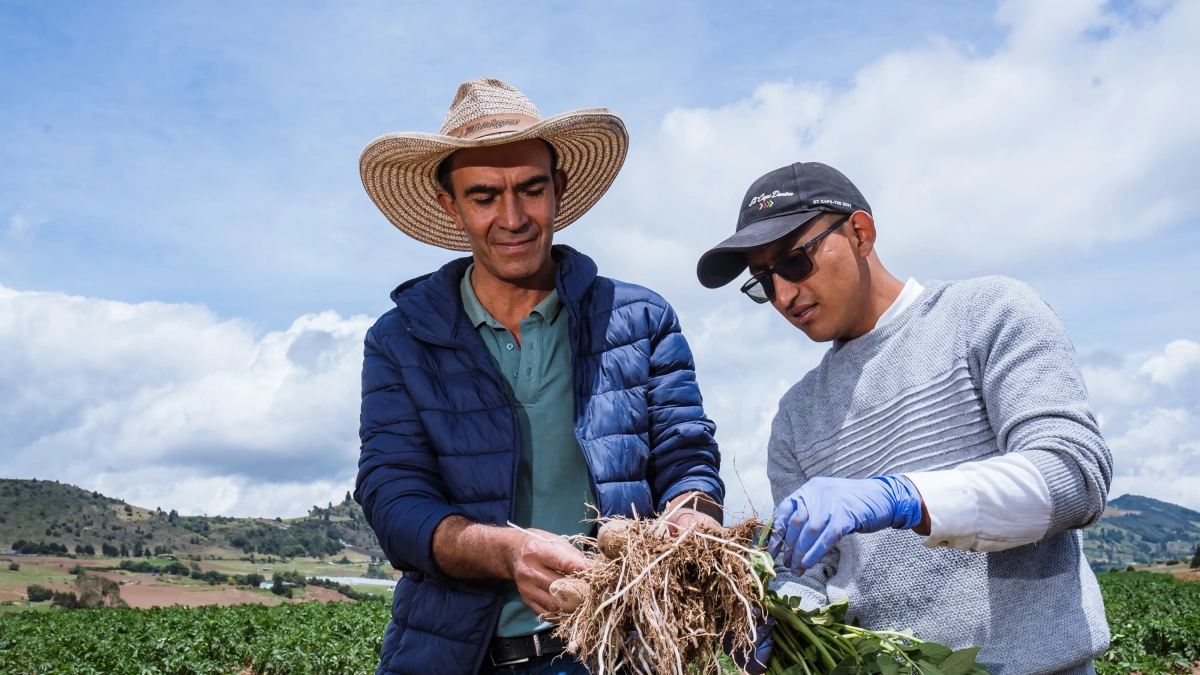 Gobierno y papicultores acuerdan 16 medidas para reducir costos y mejorar el rendimiento del cultivo