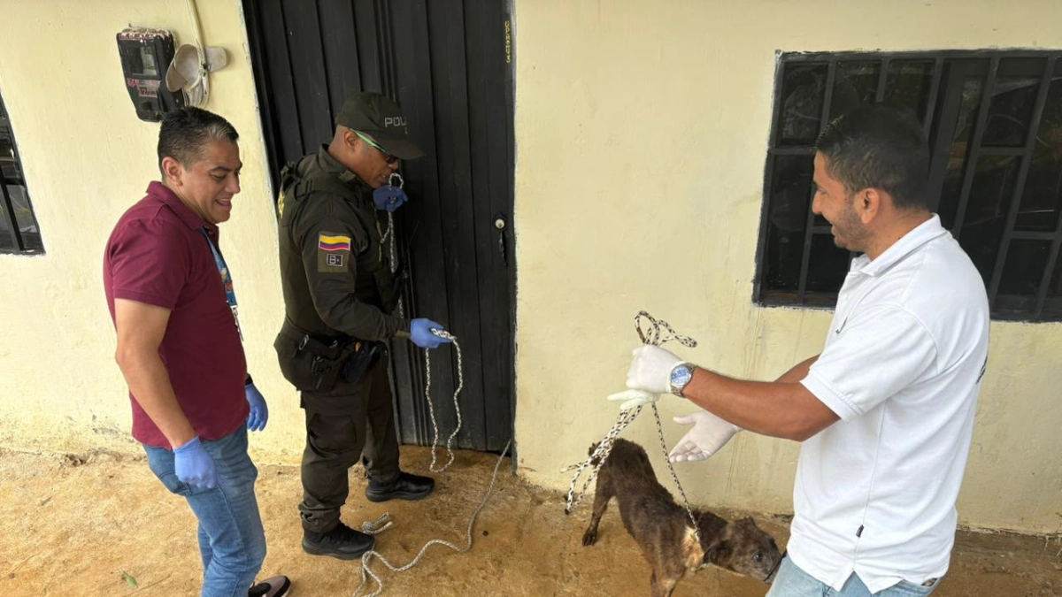 Video | Diez perros atrapados en la miseria: el impactante rescate que conmociona a Medellín