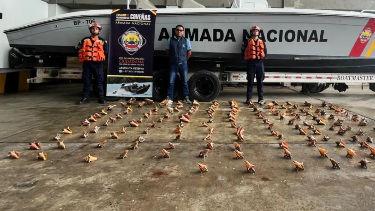 Armada Nacional de Colombia frustra el tráfico de 151 caracoles pala y evita un nuevo golpe contra la biodiversidad del Caribe