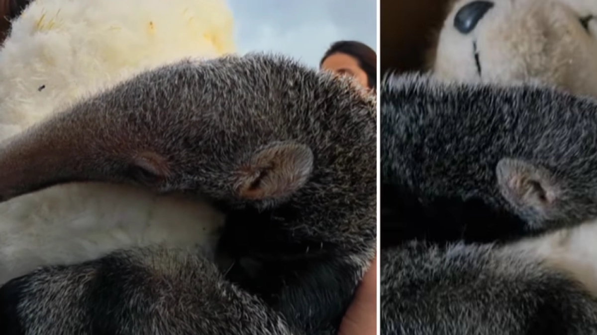 Video: cría de oso hormiguero perdió a su madre y duerme abrazada a un peluche mientras se recupera para volver a la naturaleza en Argentina