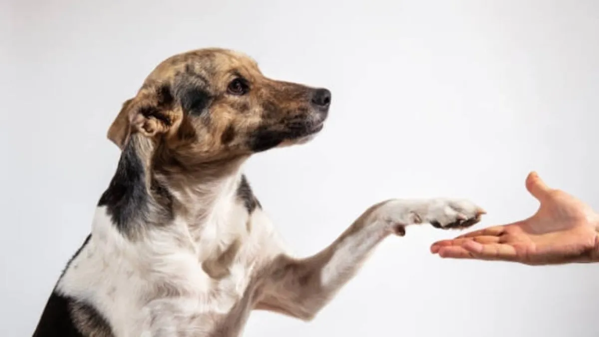¿Su perro es diestro o zurdo? Tres pruebas sencillas para descubrirlo y el impacto en su comportamiento