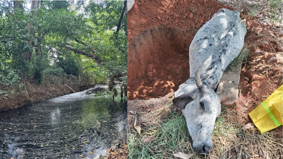 Denuncian 'crimen ambiental' en Barrancabermeja tras la aparición de ganado muerto en la ciénaga de San Silvestre por vertimientos ilegales