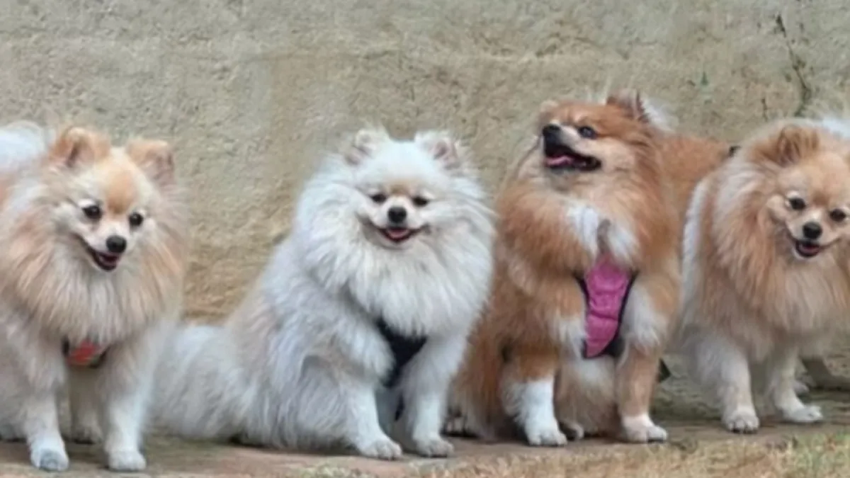 Cinco perritos pomerania fueron robados durante un asalto a mano armada en Cali: ‘Les pido que se toquen el corazón y nos devuelvan a nuestros bebés‘