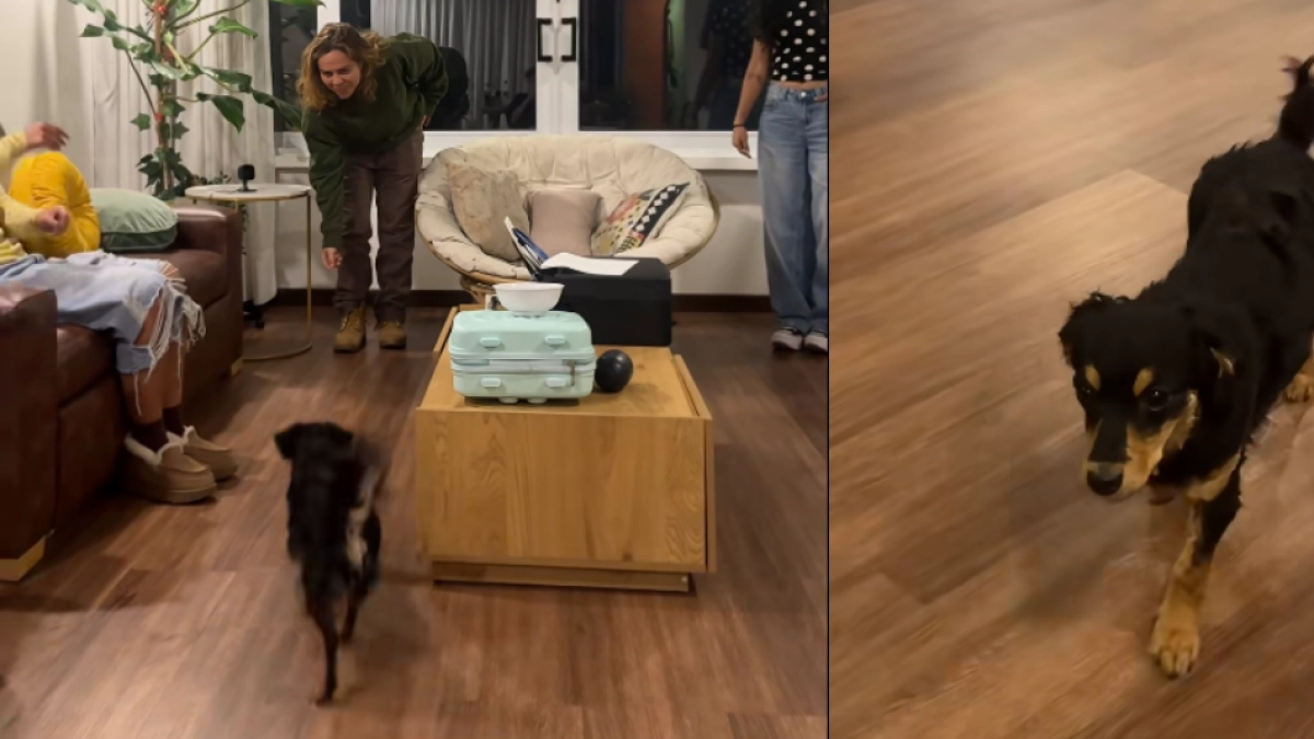 Video de perrita que 'solo responde cuando la llaman en costeño' se hace viral en redes sociales
