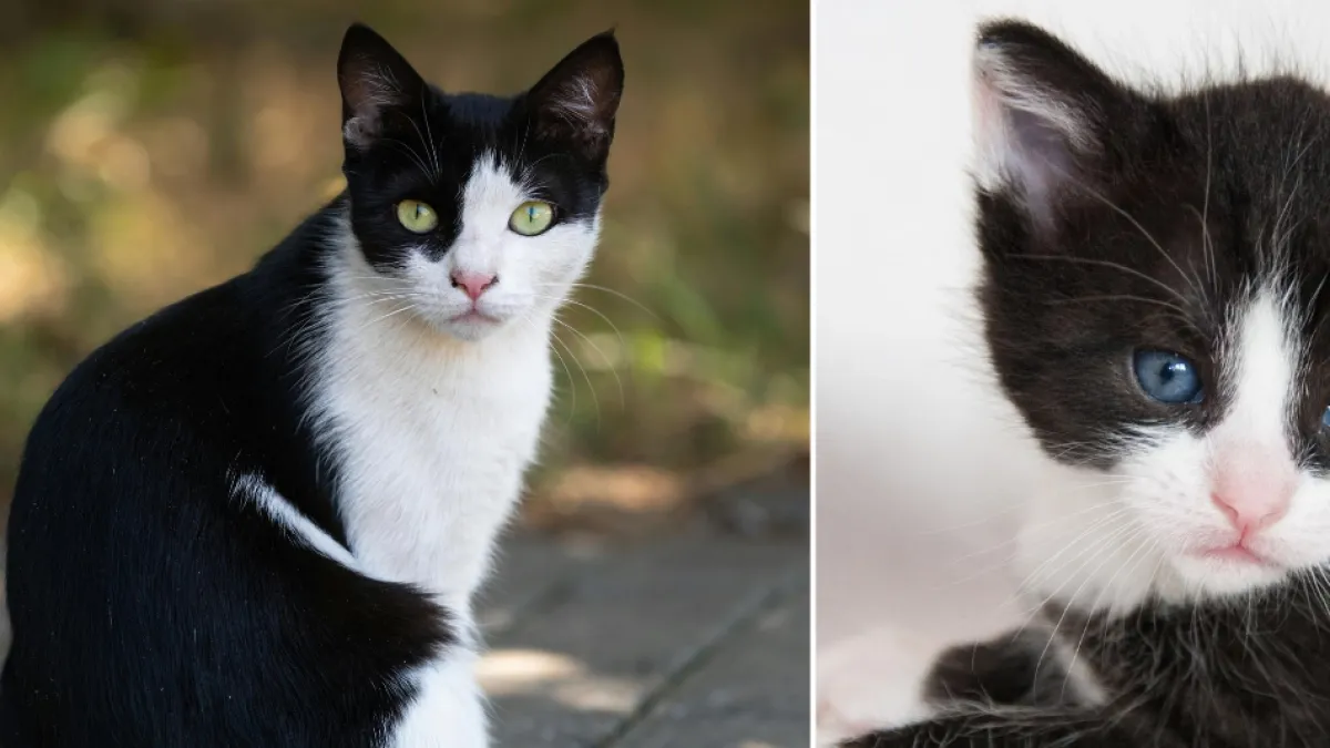 La teoría de Carlos Gutiérrez, veterinario, sobre los gatos blanco y negro: 'Se agobian con más facilidad'