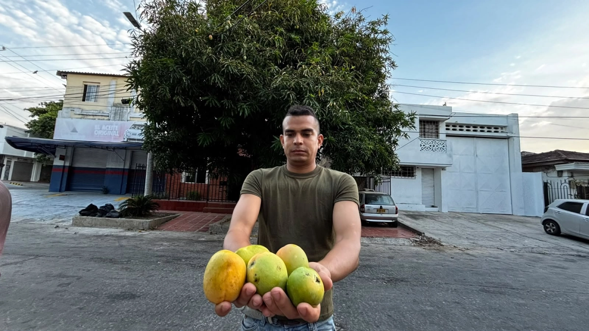 Cuando Barranquilla huele a mango: la cosecha que convierte las calles en un gran patio común