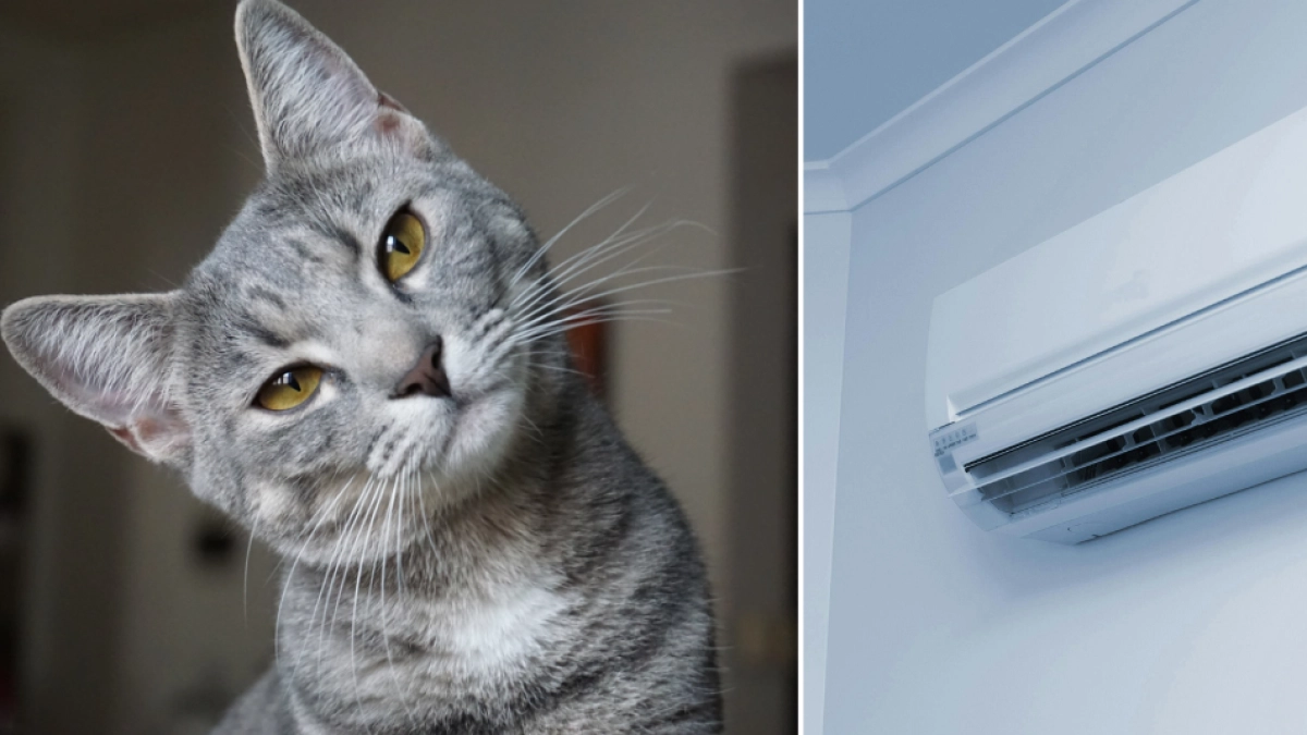 Carlos Gutiérrez, veterinario, lanza una advertencia sobre el aire acondicionado y los gatos: 'También pueden resfriarse'
