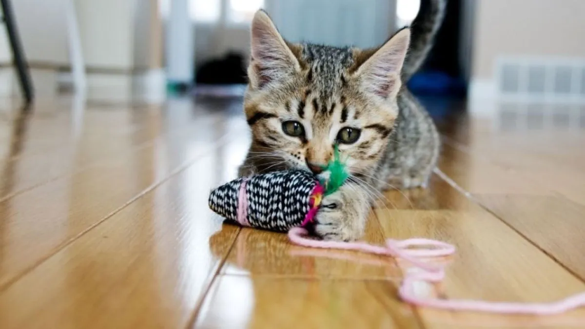 Por qué los hilos y cordones representan un peligro para los gatos y cómo prevenir riesgos