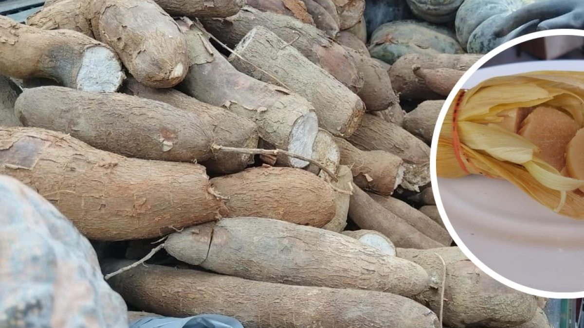 La escasez de yuca en el mercado y las tiendas golpea a Barranquilla: el cultivo más grande del Caribe pone en aprietos a los fabricantes de bollos