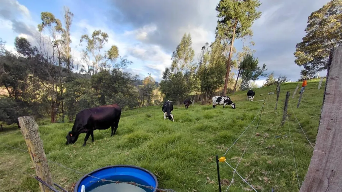 400 fincas de Cundinamarca comenzarán transición hacia una ganadería más sostenible con apoyo de la CAR y FEDEGAN