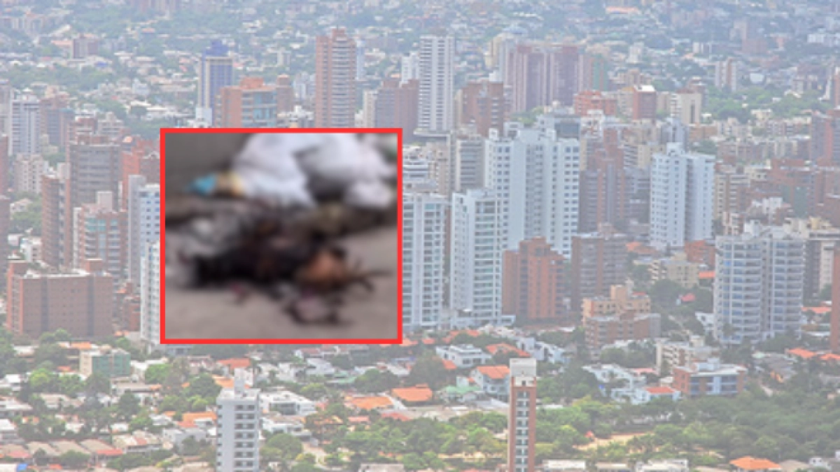 Indignación en Barranquilla por el caso de dos perros que fueron incendiados en El Silencio: autoridades buscan al responsable