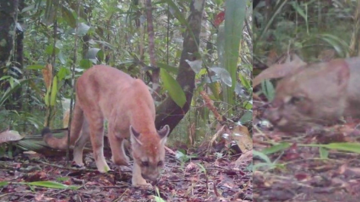 Puma y yaguarundí fueron captados por cámaras trampa en el Parque Nacional Natural Tinigua, en el departamento del Meta