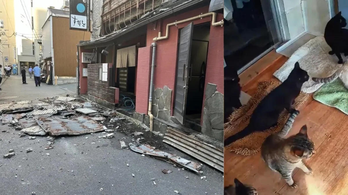 Video | Así reaccionaron unas mascotas al fuerte terremoto de magnitud 7,1 en Japón