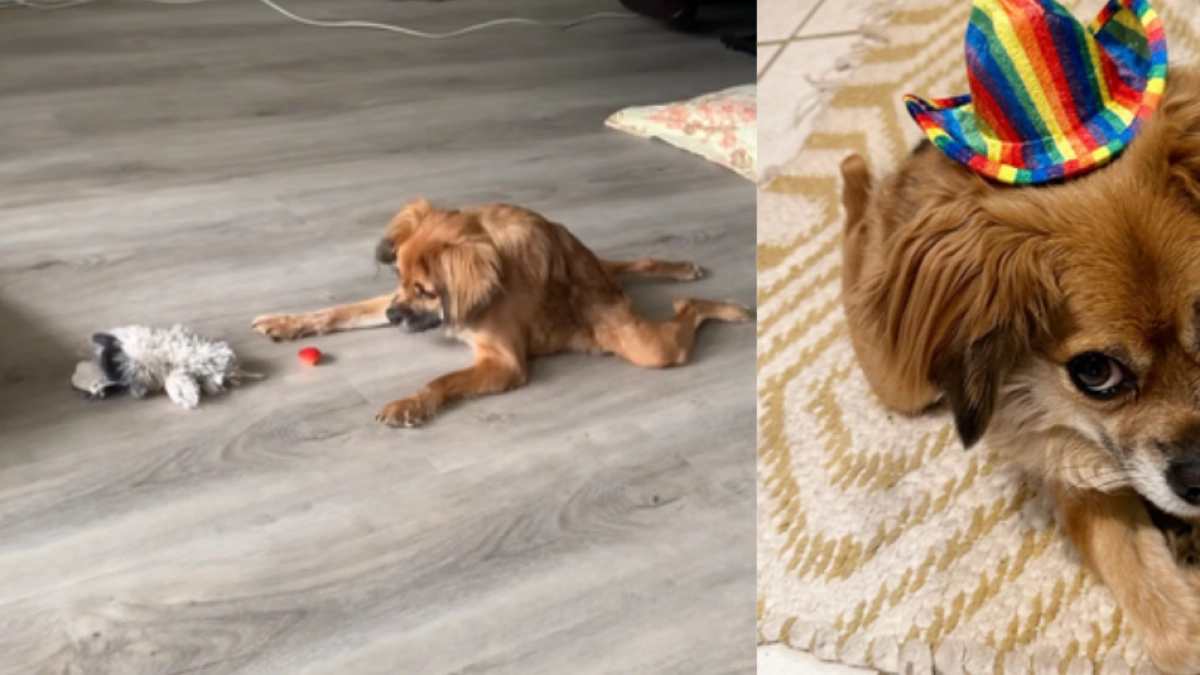 Tilly, la perrita con una columna única que desafió los pronósticos y lleva seis años inspirando con su historia: es una estrella en redes sociales