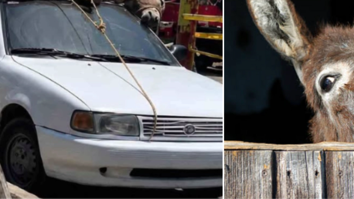 Denuncian caso de maltrato animal en La Guajira: captan un vehículo que transportaba un burro amarrado en el techo por el Mercado Nuevo de Riohacha