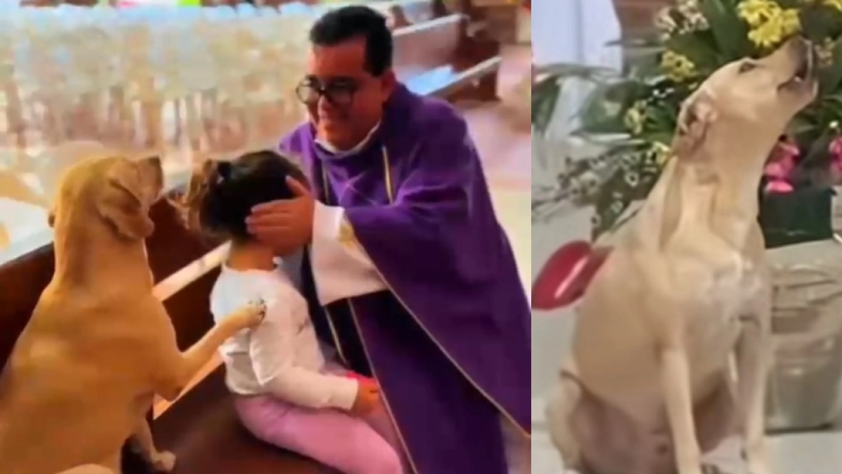 La historia de Simón y Luna, los perros rescatados que hoy acompañan las misas en una Iglesia en Villavicencio: ‘Ellos también alaban al Señor’
