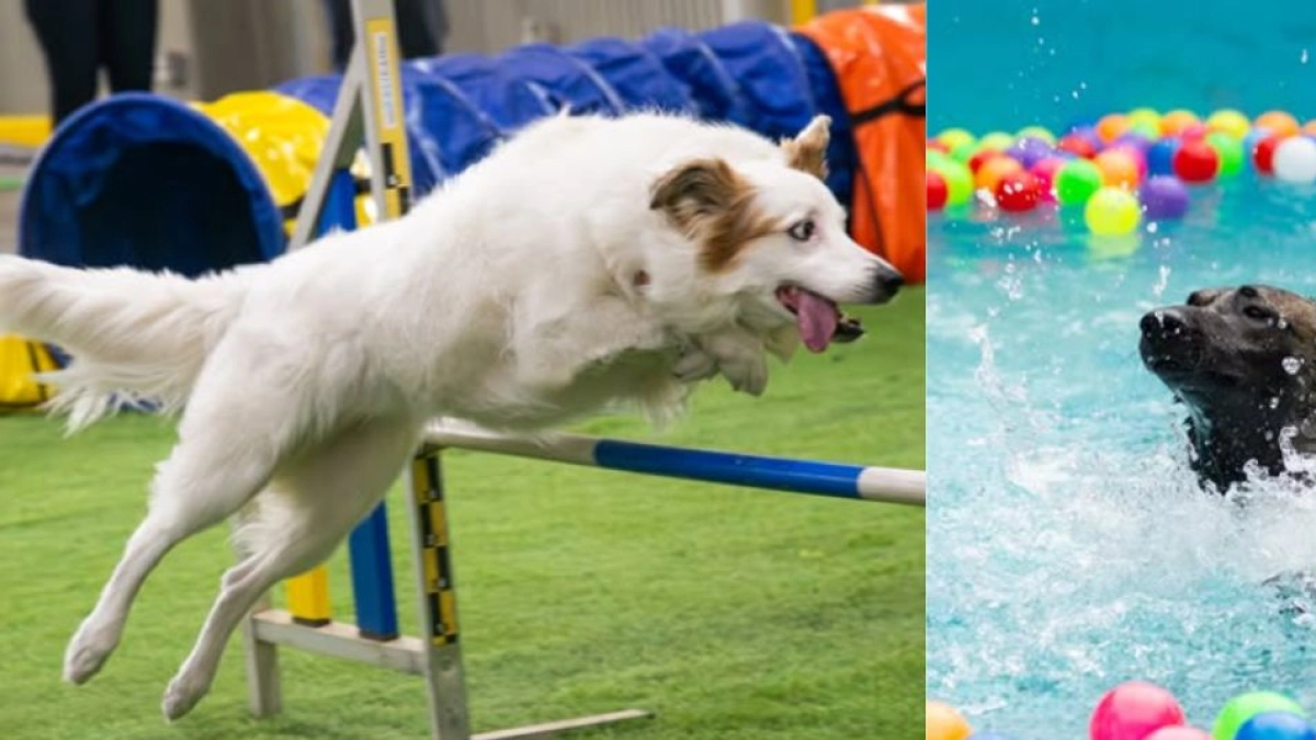 ¿Tiene un perro con energía de sobra? Podrá competir en Canisalto durante Expopet 2026
