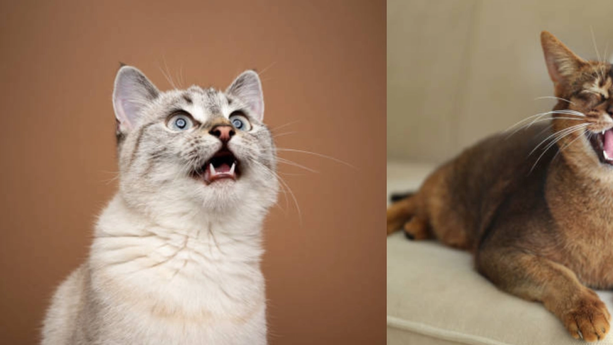 ¿Qué significa que los gatos maúllen cuando les habla?
