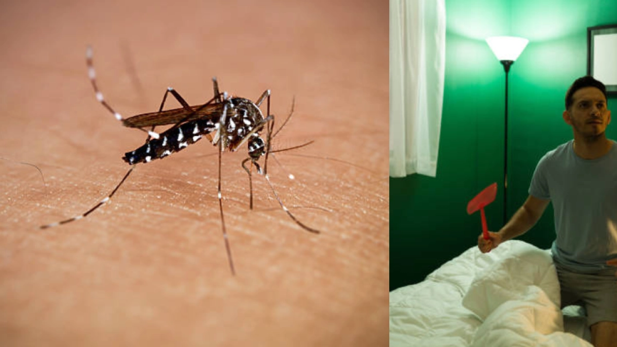 ¿Por qué los mosquitos o zancudos rondan las orejas?
