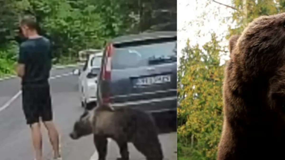 Video: así fue el encuentro entre un pequeño oso y un hombre en una carretera de Rumania