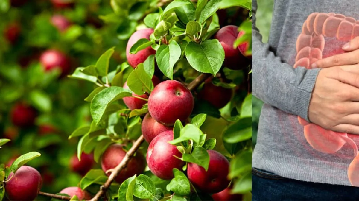 La manzana protege el corazón, mejora la microbiota y ayuda a controlar el azúcar: por qué comerla con cáscara hace la diferencia