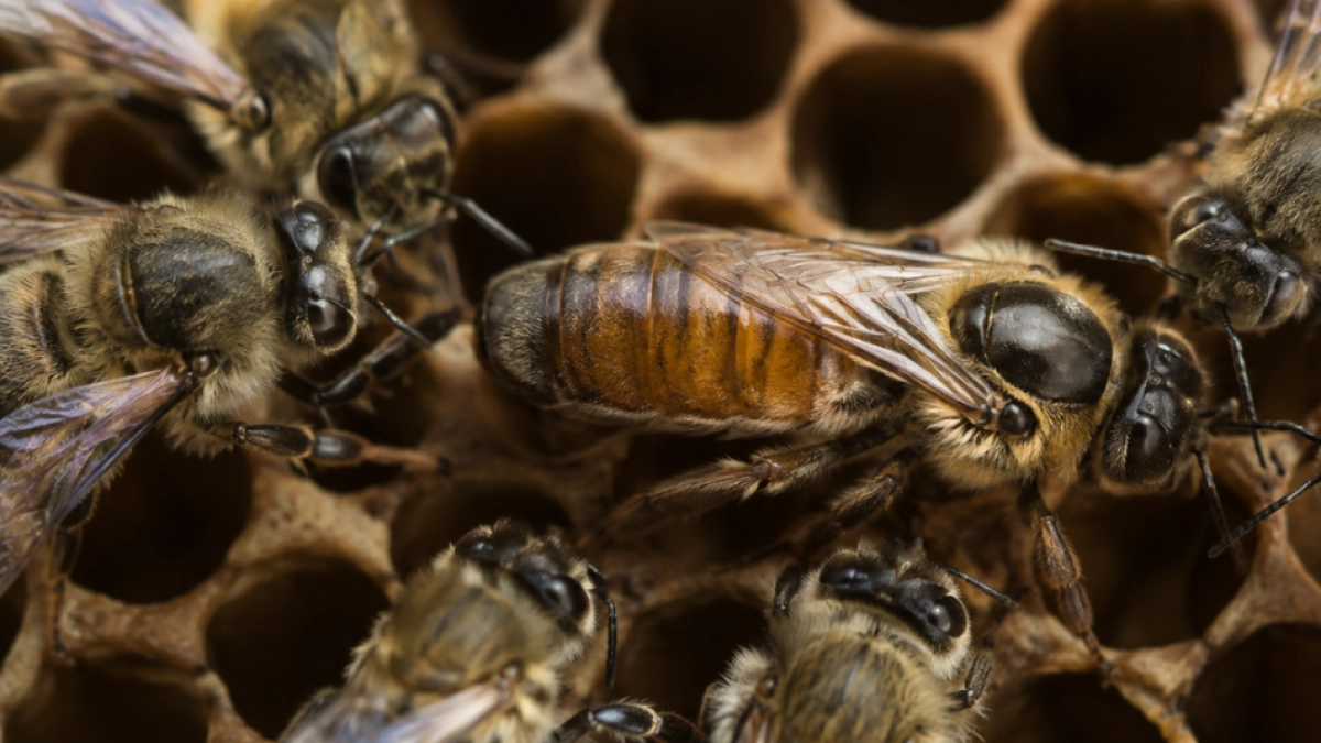 El sorprendente poder de la abeja reina: una feromona decide quién gobierna y quién obedece dentro de la colmena